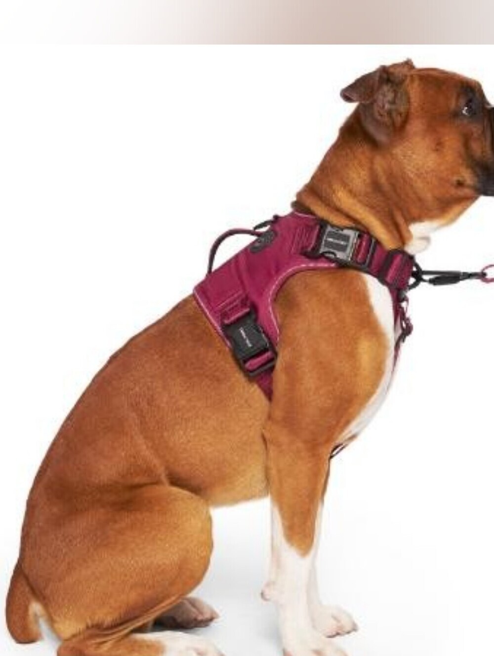 Canada Pooch Complete Control Harness Burgundy | Size L | Adjustable Dog Harness